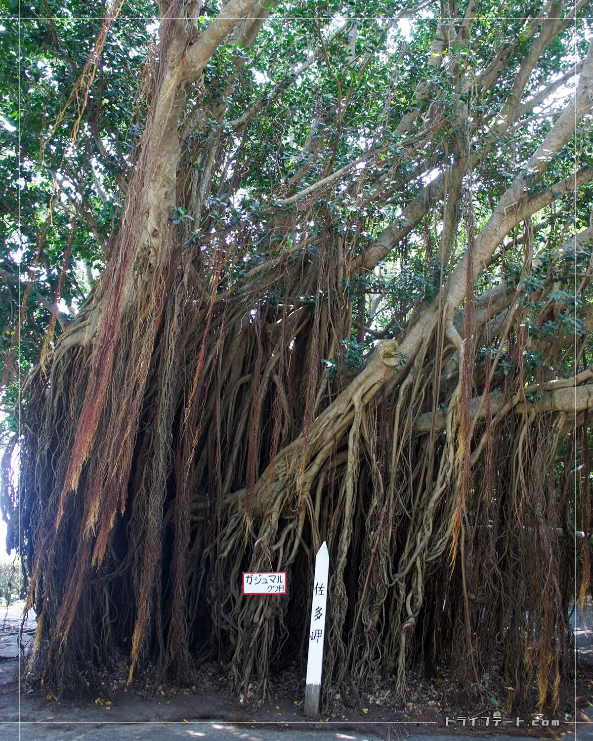 佐多岬公園駐車場ガジュマルの木
